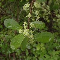 Gymnosporia emarginata (Willd.) Thwaites